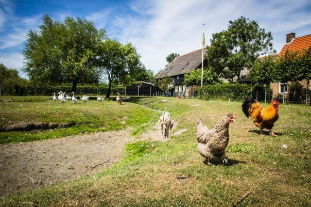 Vakantiewoning - Kon. Emmaweg 26 | Vrouwenpolder 'Uitspanning Oranjezon' Bagian luar foto